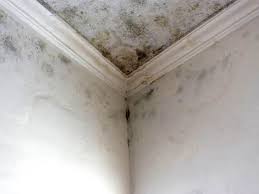 Best Emergency Mold Remediation in Sheldon, IA