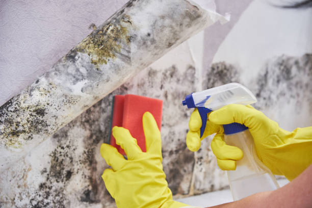 Best Mold Prevention Services in Sheldon, IA